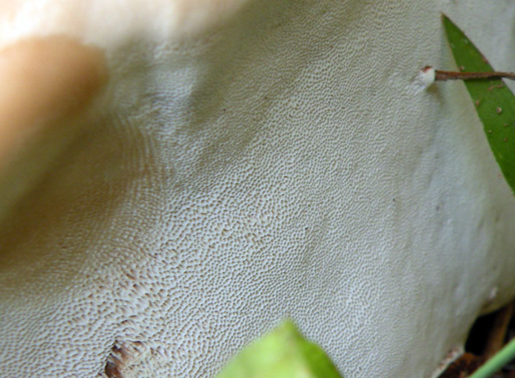 Ganoderma sp